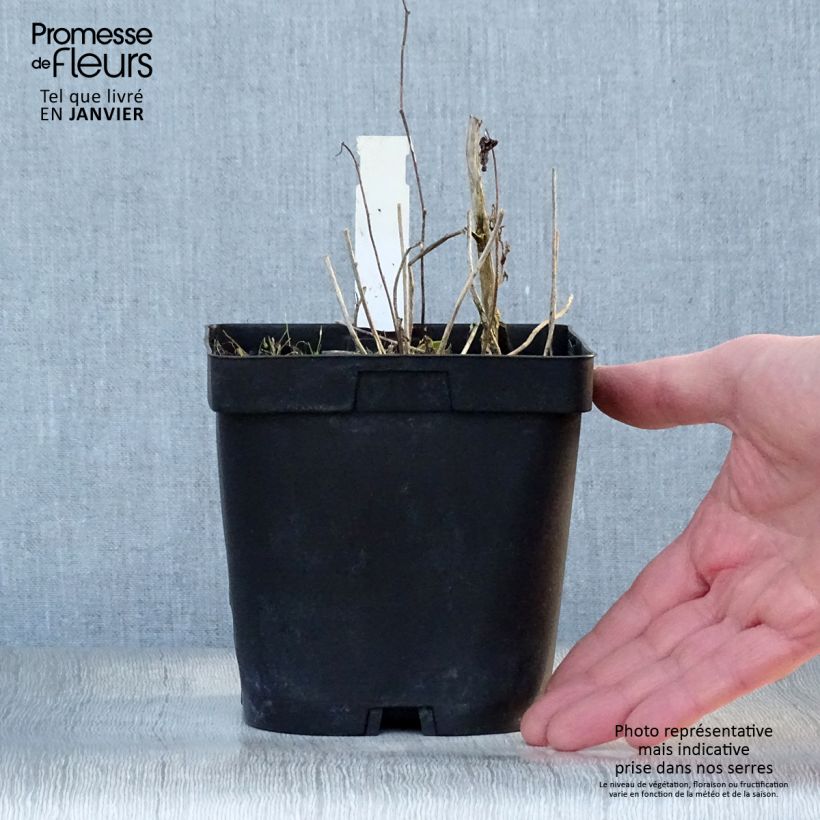 Campanula Sarastro 2L/3L pot sample as delivered in winter