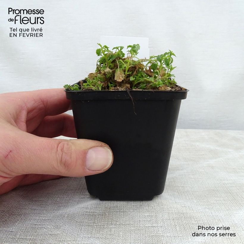 Campanula cochleariifolia Alba 8/9 cm pot sample as delivered in winter