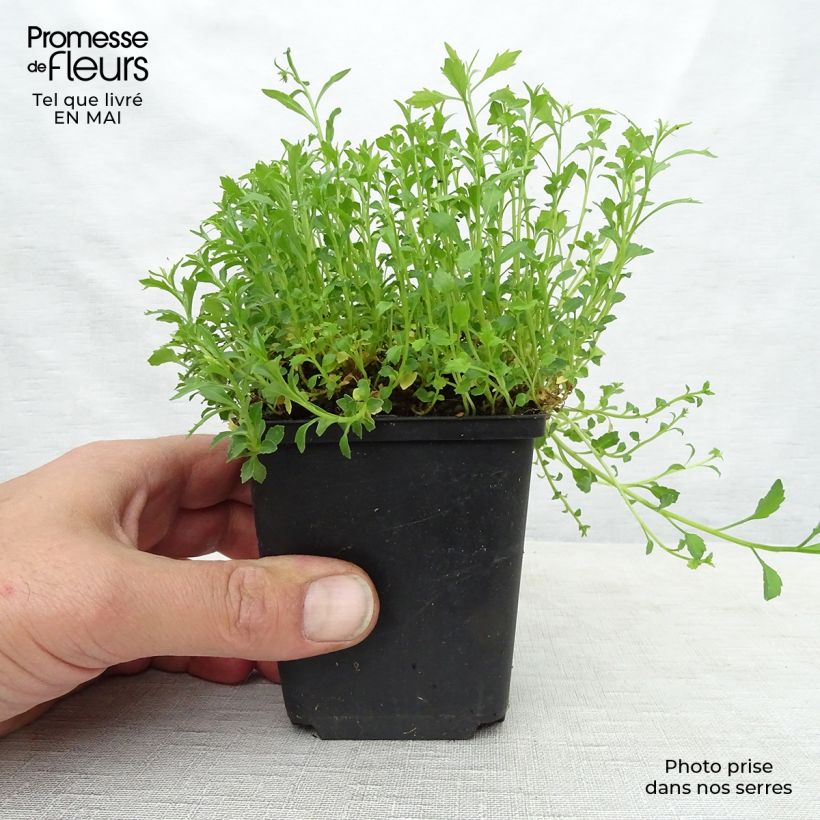 Campanula cochleariifolia Alba 8/9 cm pot sample as delivered in spring