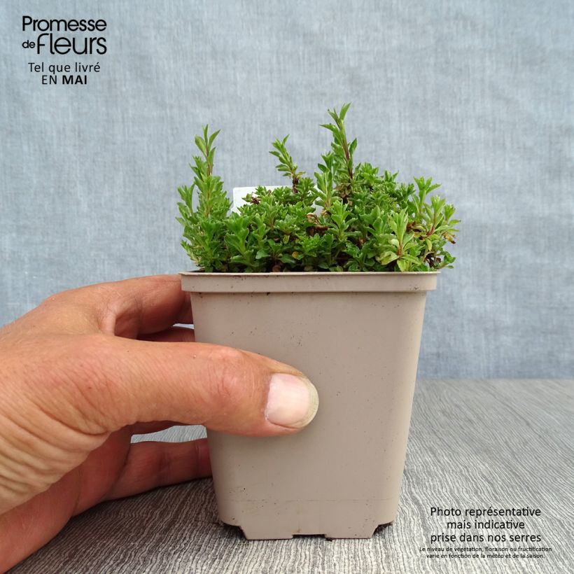 Campanula cochleariifolia 8/9 cm pot sample as delivered in spring