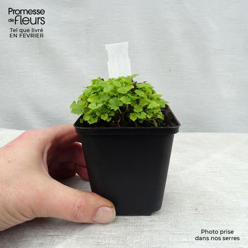 Campanula garganica Dicksons Gold 8/9 cm pot sample as delivered in winter