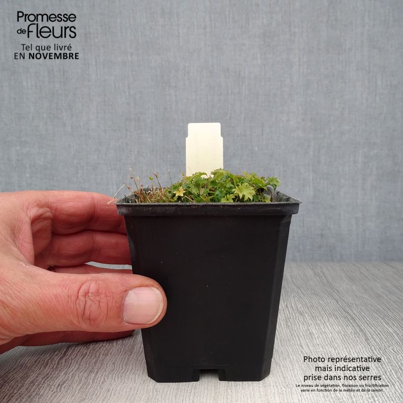 Campanula garganica 8/9 cm pot sample as delivered in autumn