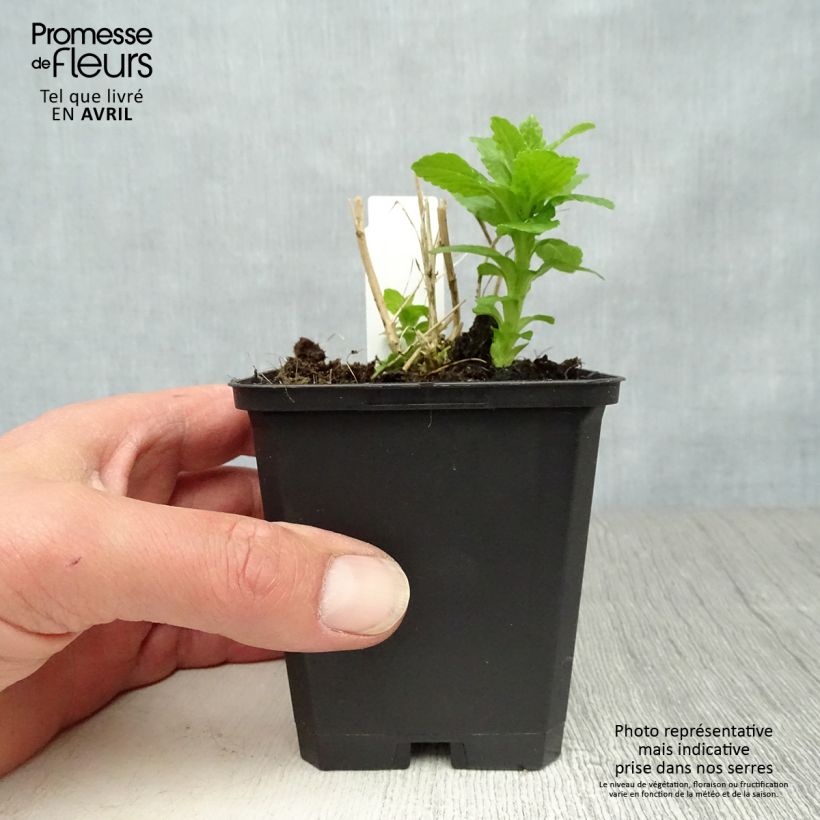 Campanula lactiflora Alba 8/9 cm pot sample as delivered in spring