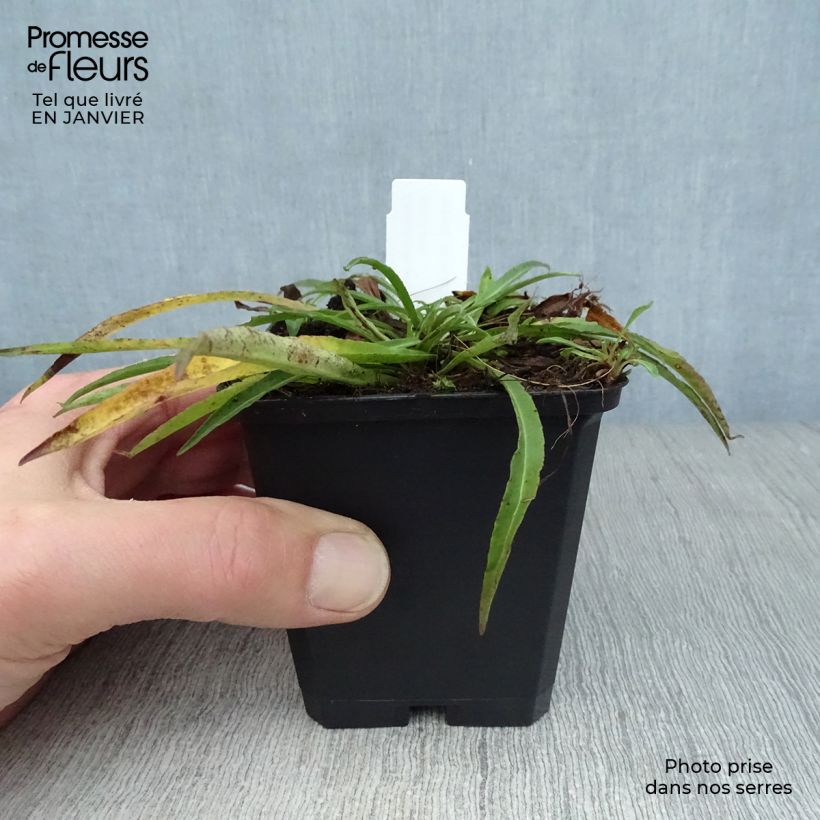 Campanula persicifolia La Bello 8/9 cm pot sample as delivered in winter