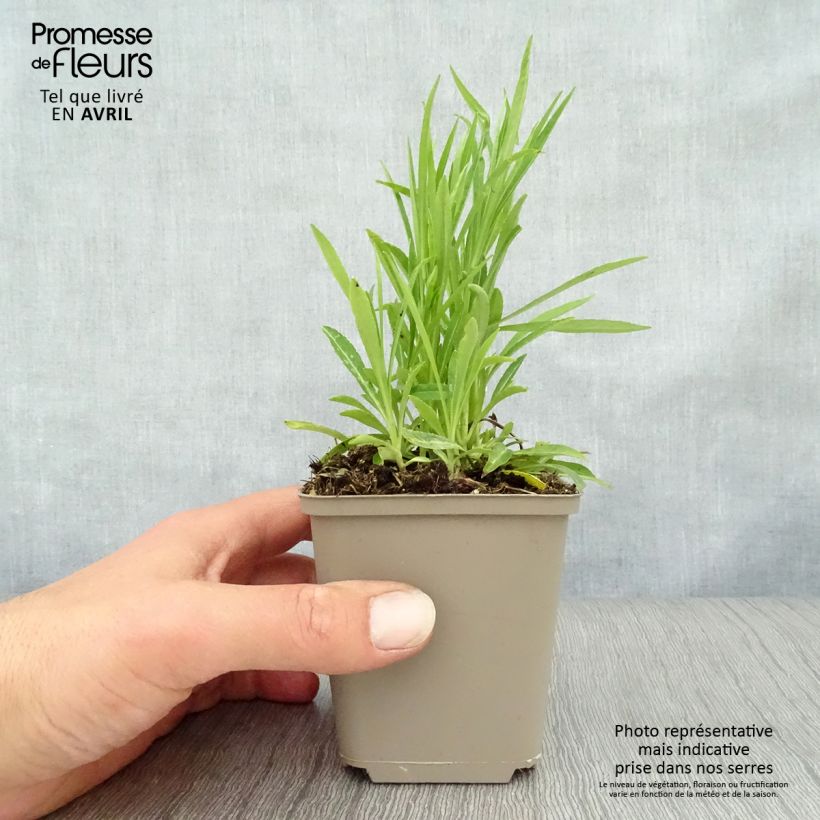 Campanula persicifolia La Bello 8/9 cm pot sample as delivered in spring