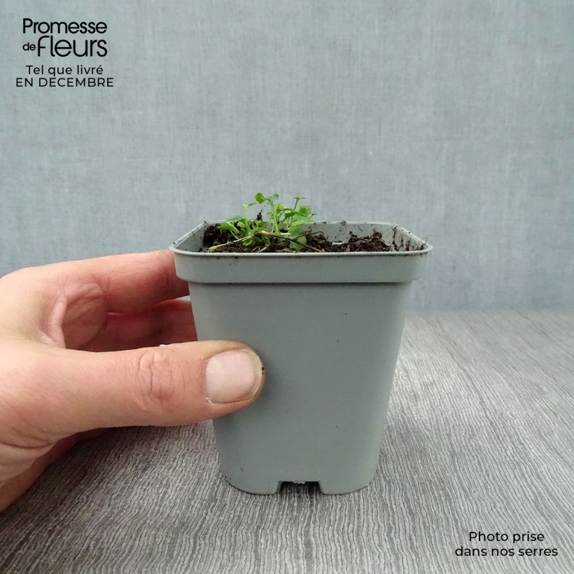 Campanula poscharskyana E.H. Frost 8/9 cm pot sample as delivered in winter