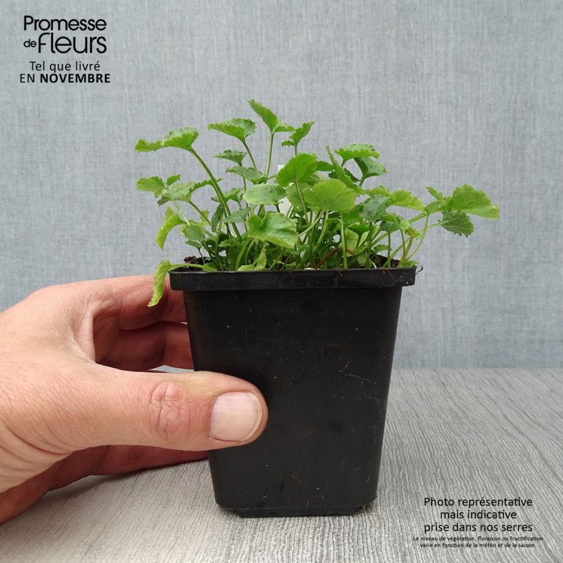 Campanula poscharskyana E.H. Frost 8/9 cm pot sample as delivered in autumn