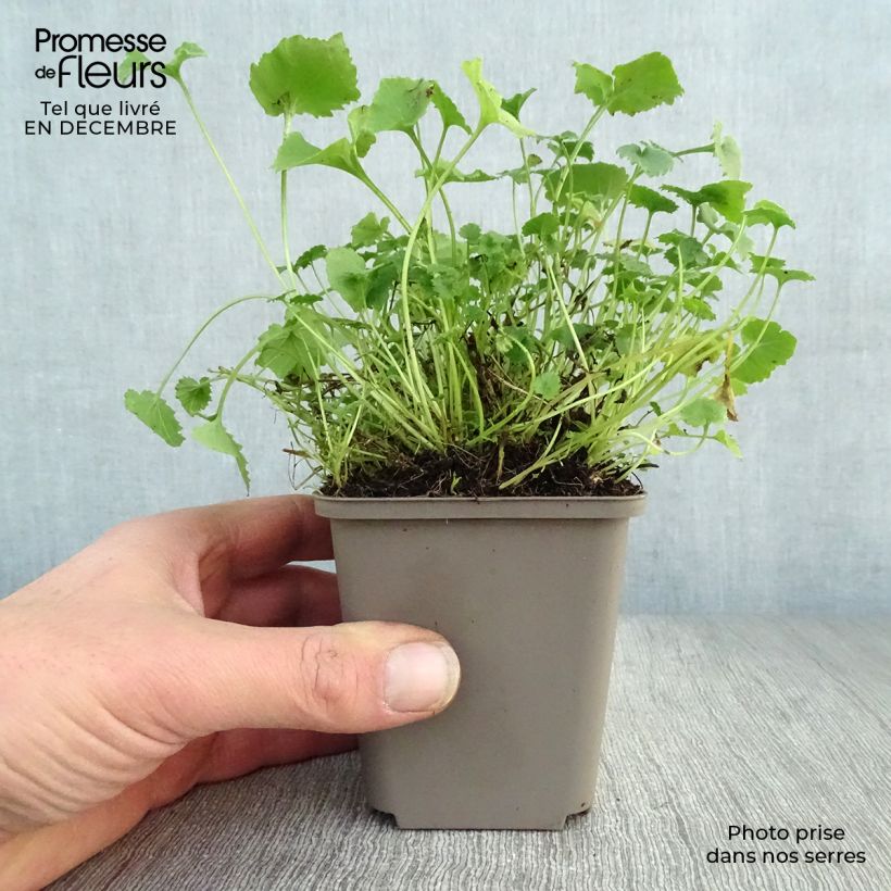 Campanula poscharskyana Lisduggan Variety 8/9 cm pot sample as delivered in winter