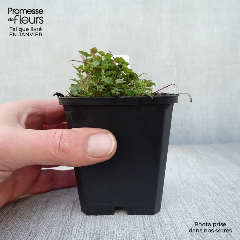 Campanula poscharskyana Stella 8/9 cm pot sample as delivered in winter