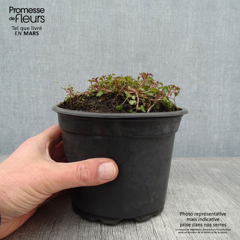 Campanula poscharskyana Stella 2L/3L pot sample as delivered in winter