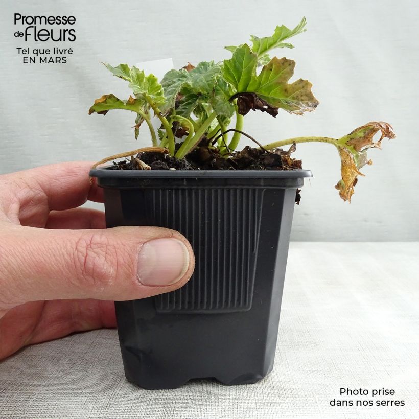 Campanula poscharskyana Trollkind 8/9 cm pot sample as delivered in spring