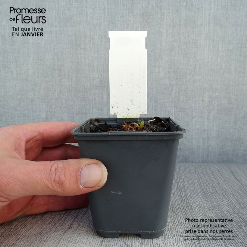 Campanula punctata f. Rubriflora 8/9 cm pot sample as delivered in winter