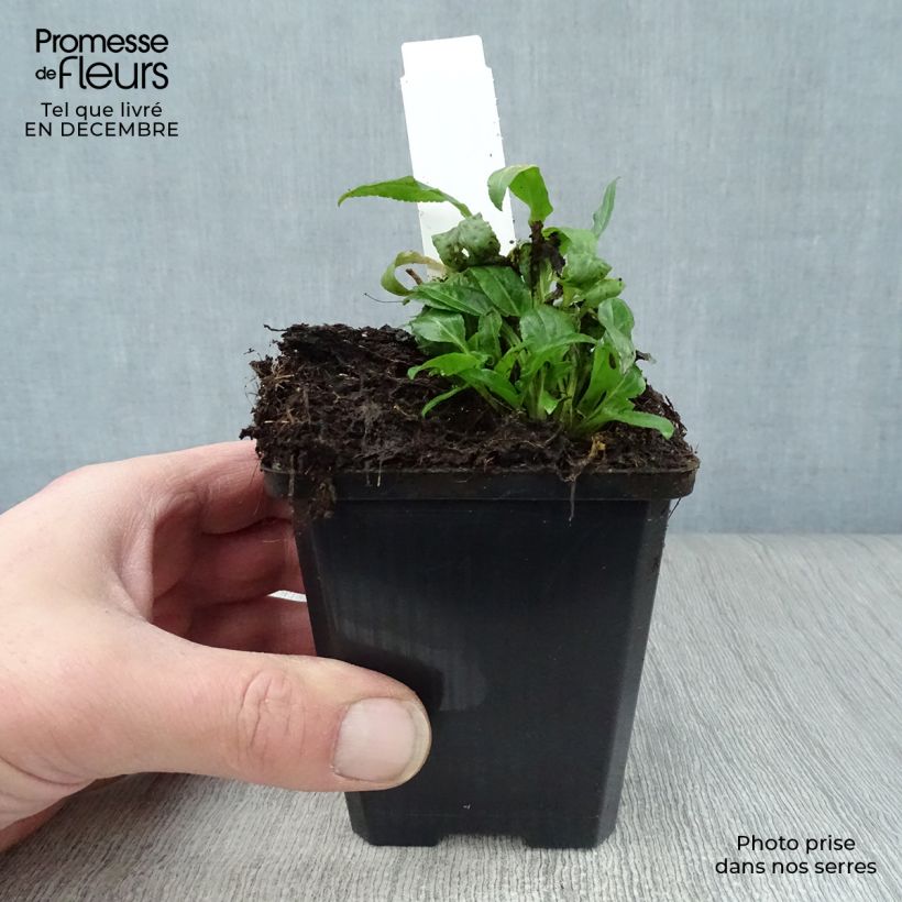 Campanula rapunculoides 8/9 cm pot sample as delivered in winter