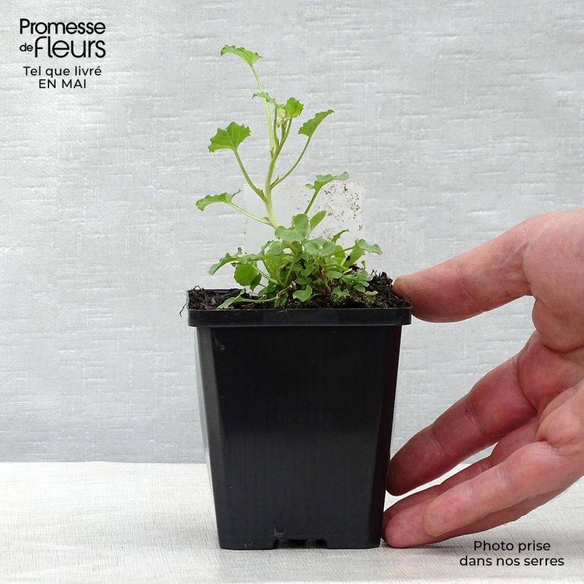 Campanula rapunculoides 8/9 cm pot sample as delivered in spring