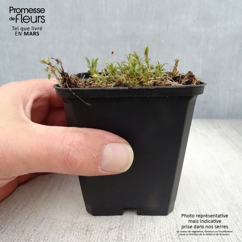 Campanula rotundifolia 8/9 cm pot sample as delivered in spring