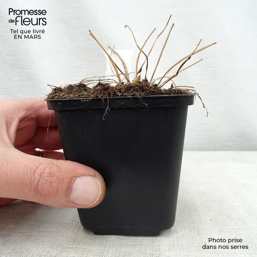 Campanula trachelium Bernice 8/9 cm pot sample as delivered in spring