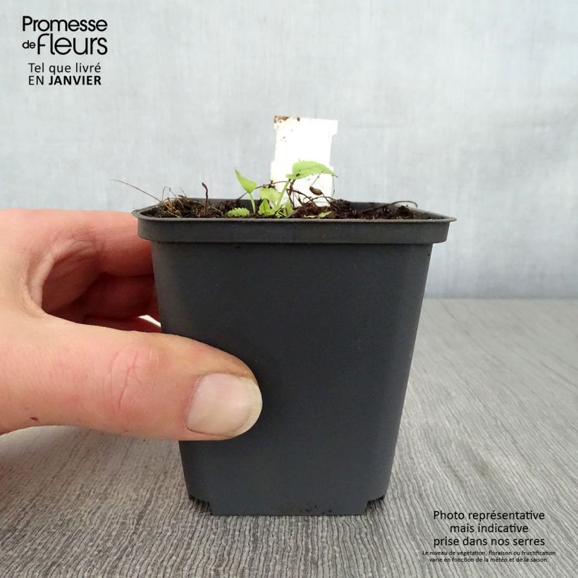 Campanula trachelium Bernice 8/9 cm pot sample as delivered in winter