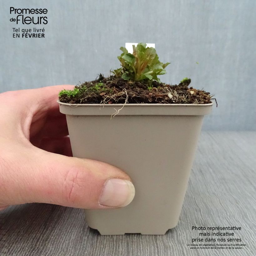 Campanula Royal Wave 8/9 cm pot sample as delivered in winter