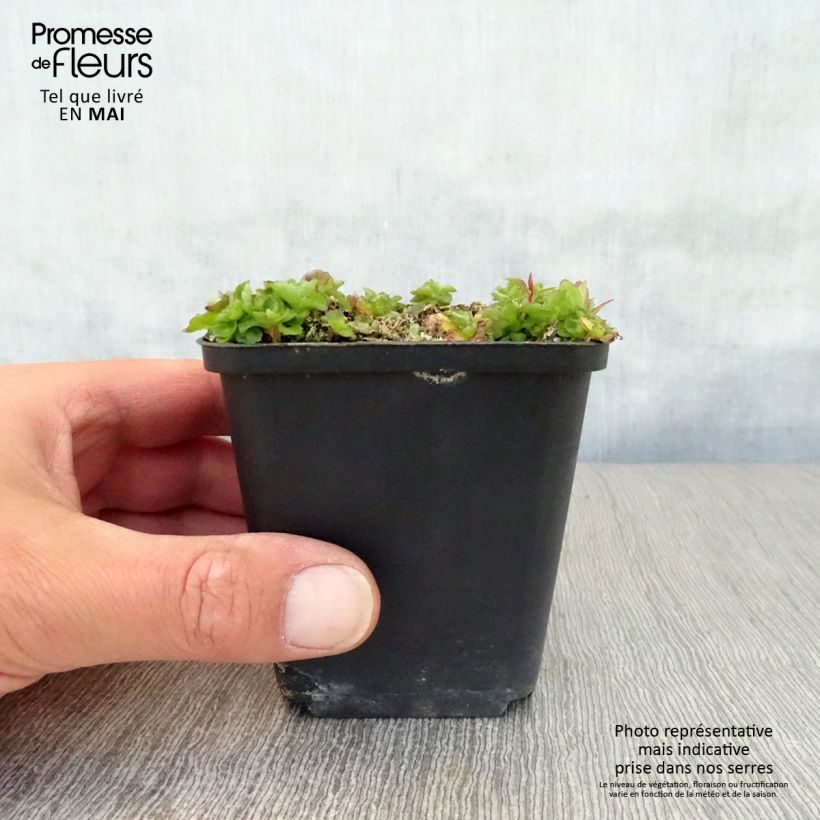 Campanula G.F. Wilson 8/9 cm pot sample as delivered in spring