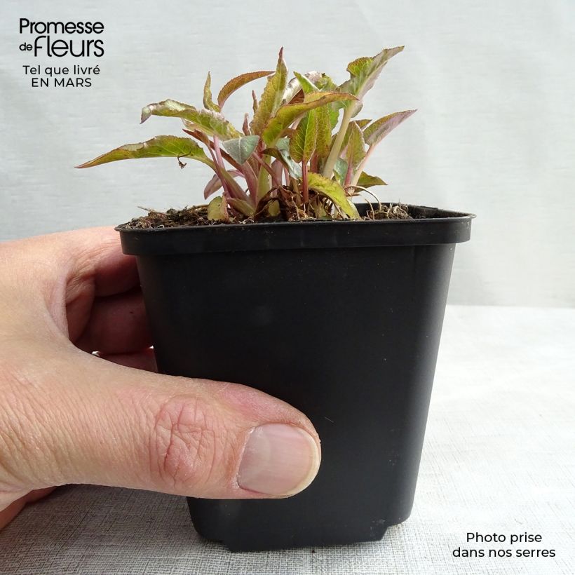 Campanula glomerata Superba 8/9 cm pot sample as delivered in spring