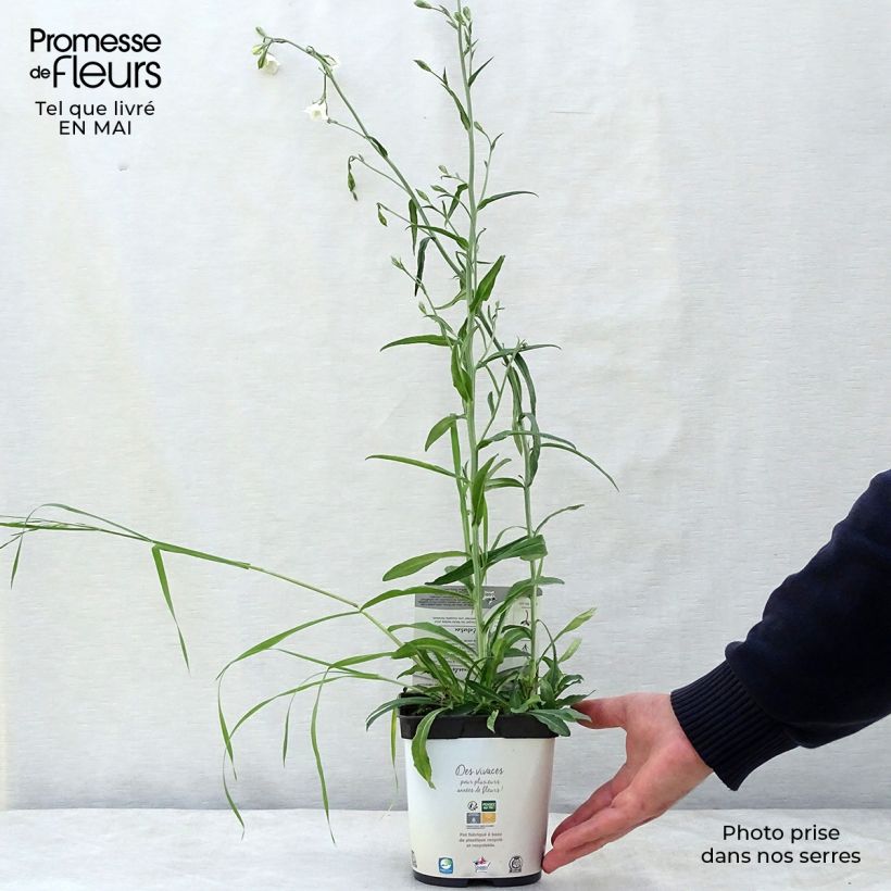 Campanula persicifolia Alba 2L/3L pot sample as delivered in spring