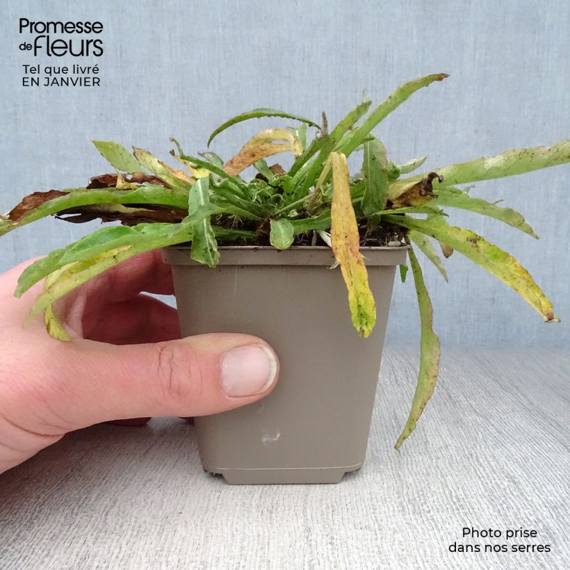 Campanula persicifolia La Belle 8/9 cm pot sample as delivered in winter