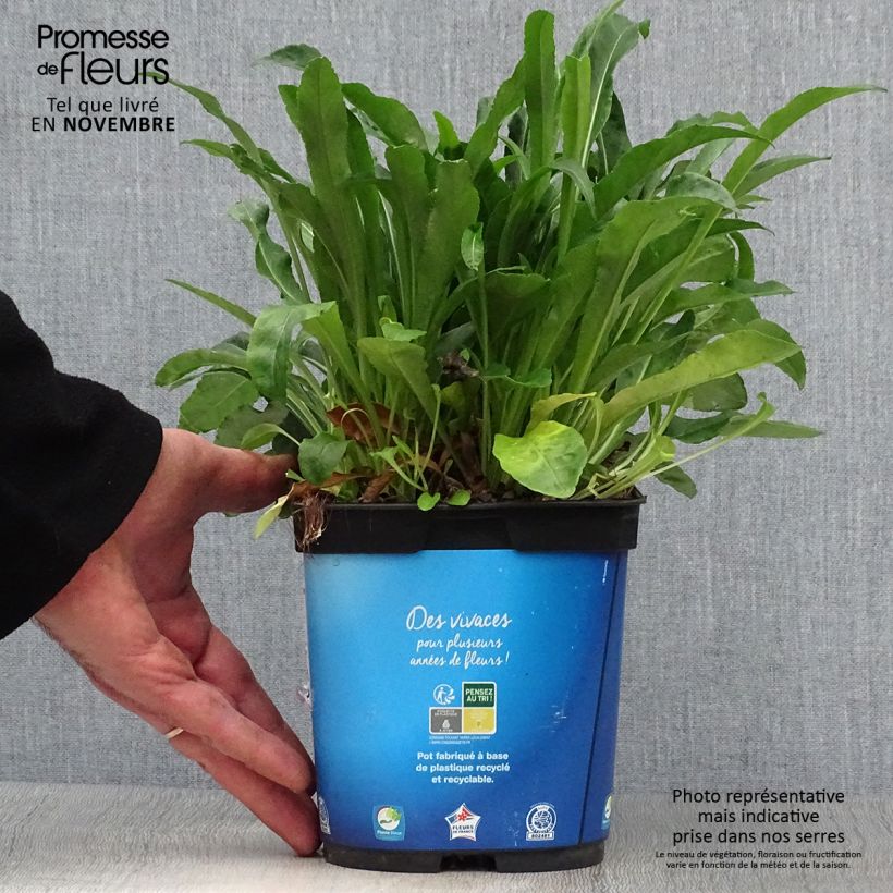 Campanula persicifolia 2L/3L pot sample as delivered in autumn