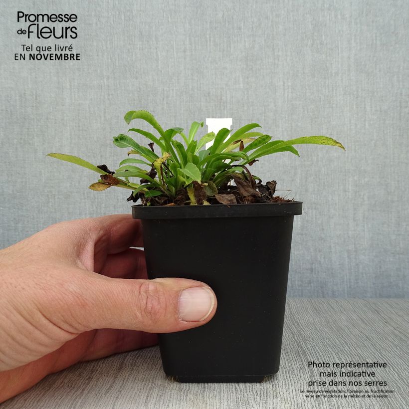 Campanula persicifolia 8/9 cm pot sample as delivered in autumn
