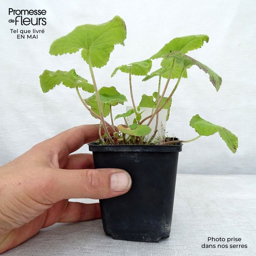 Campanula alliariifolia 8/9 cm pot sample as delivered in spring