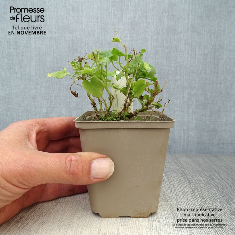 Campanula carpatica Alba 8/9 cm pot sample as delivered in autumn
