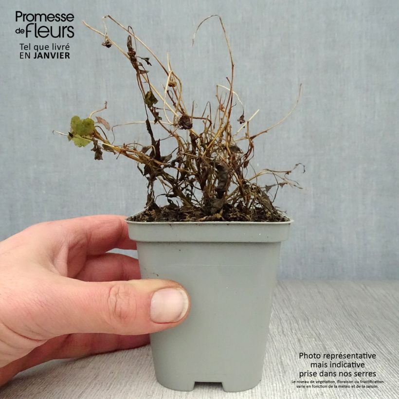 Campanula carpatica 8/9 cm pot sample as delivered in winter