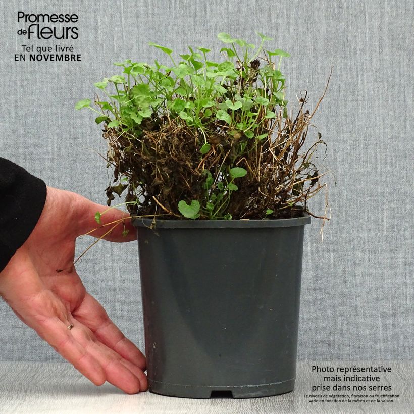 Campanula carpatica Blaue Clips 2L/3L pot sample as delivered in autumn