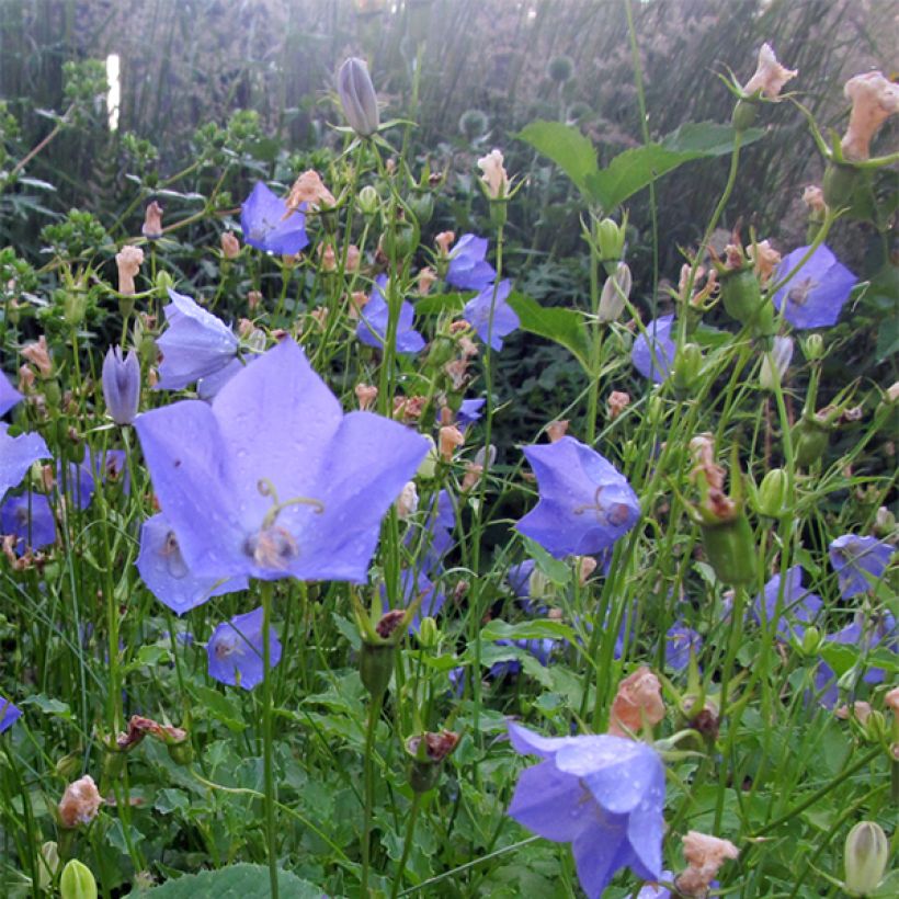 Campanula carpatica Molly Pinsent (Flowering)