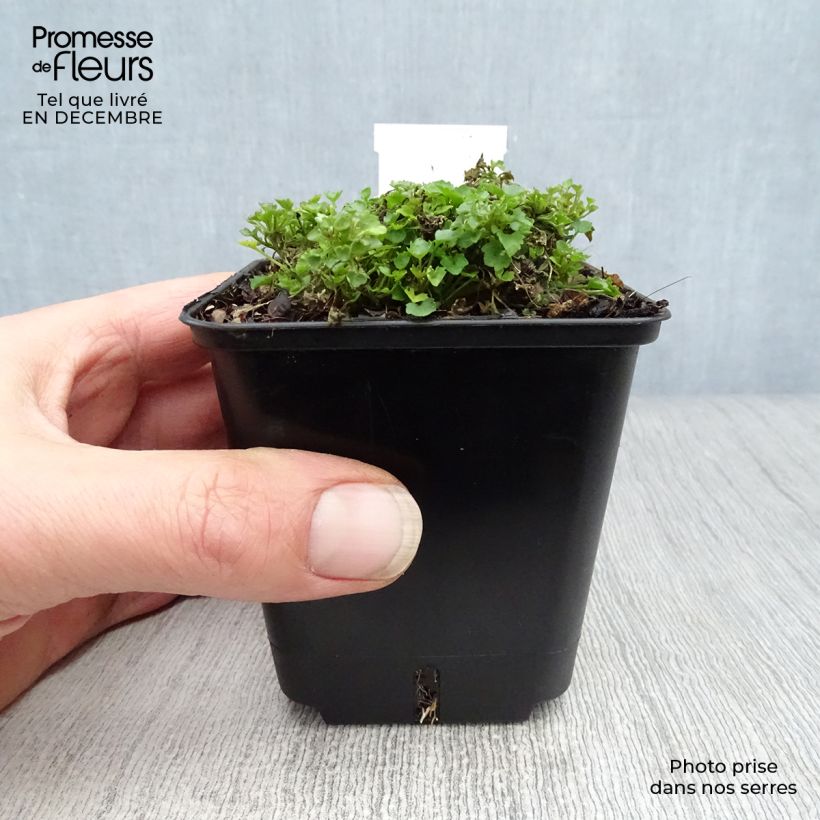 Campanula portenschlagiana 7/8 cm pot sample as delivered in winter