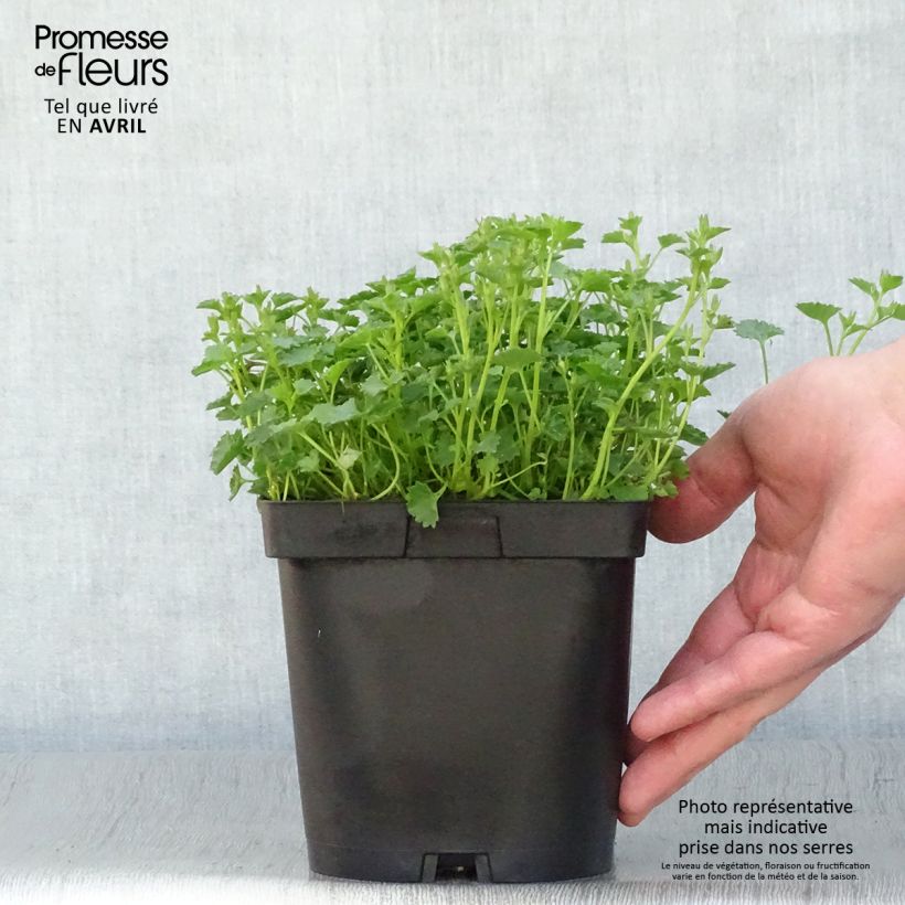 Campanula portenschlagiana 2L/3L pot sample as delivered in spring