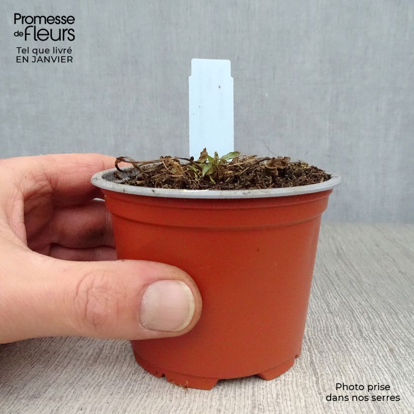 Campanula glomerata var. acaulis 8/9 cm pot sample as delivered in winter