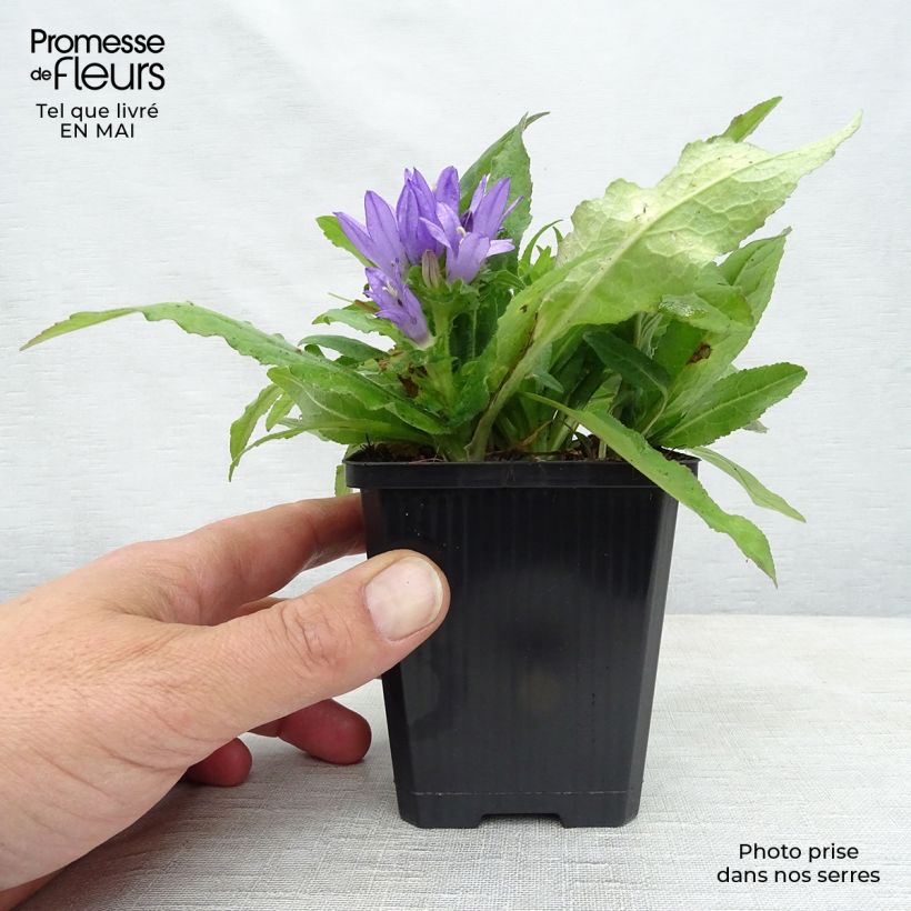 Campanula glomerata var. acaulis 8/9 cm pot sample as delivered in spring