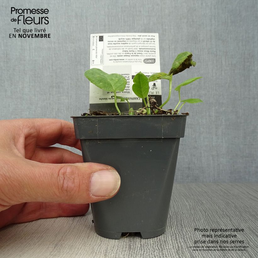 Campanula glomerata Alba 8/9 cm pot sample as delivered in autumn