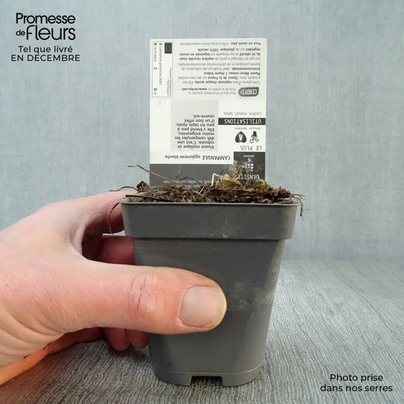 Campanula glomerata Alba 8/9 cm pot sample as delivered in winter