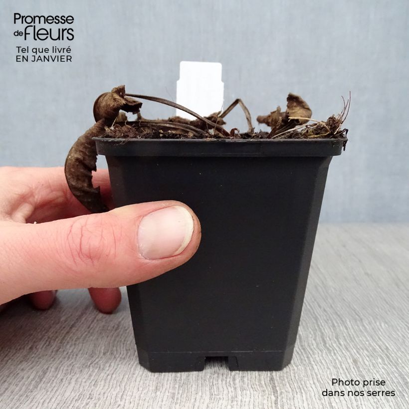 Campanula glomerata Caroline 8/9 cm pot sample as delivered in winter