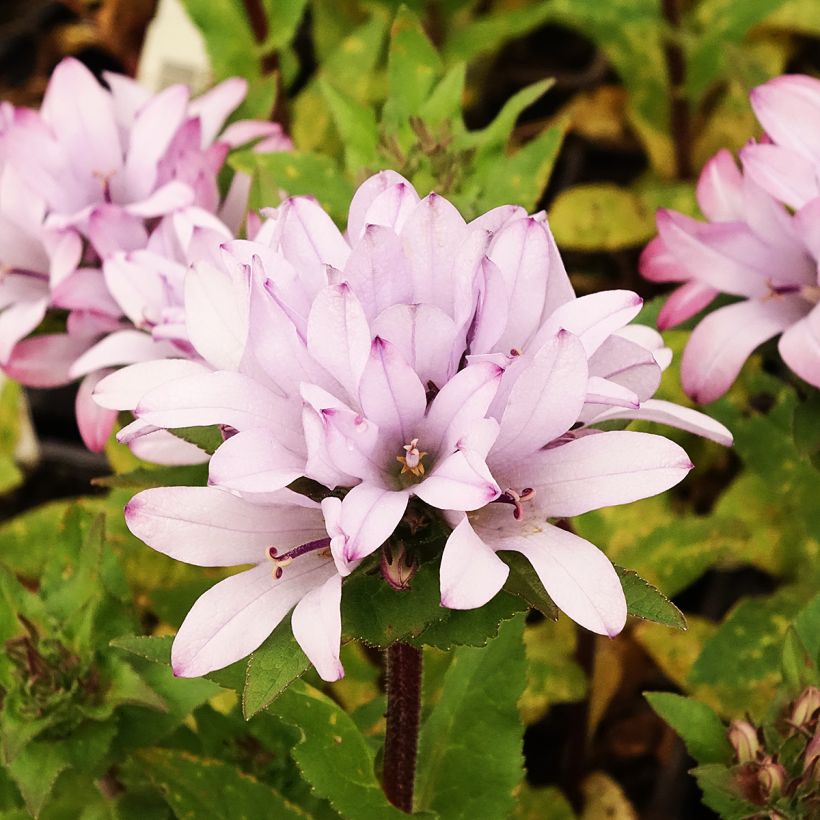 Campanula glomerata Caroline (Flowering)