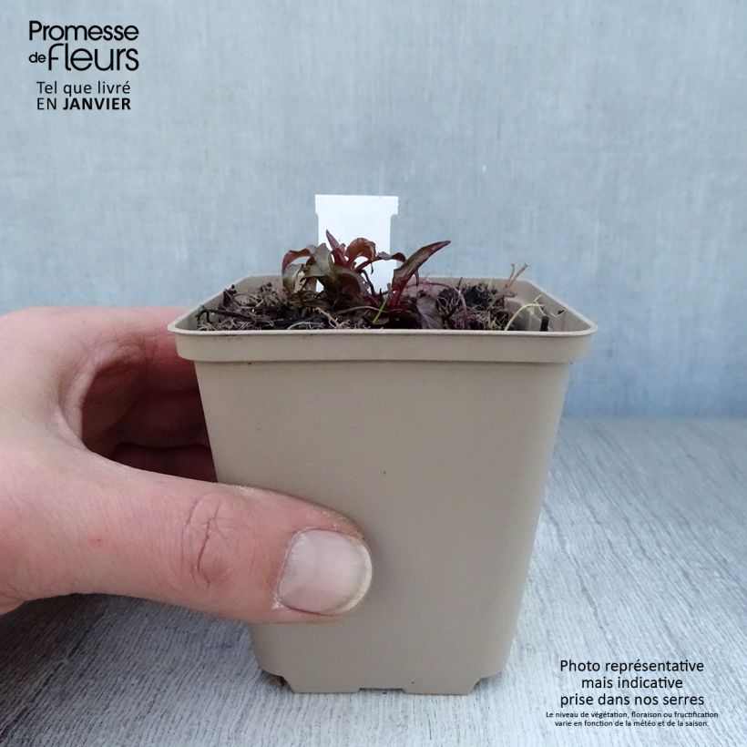 Campanula glomerata Joan Elliot 8/9 cm pot sample as delivered in winter