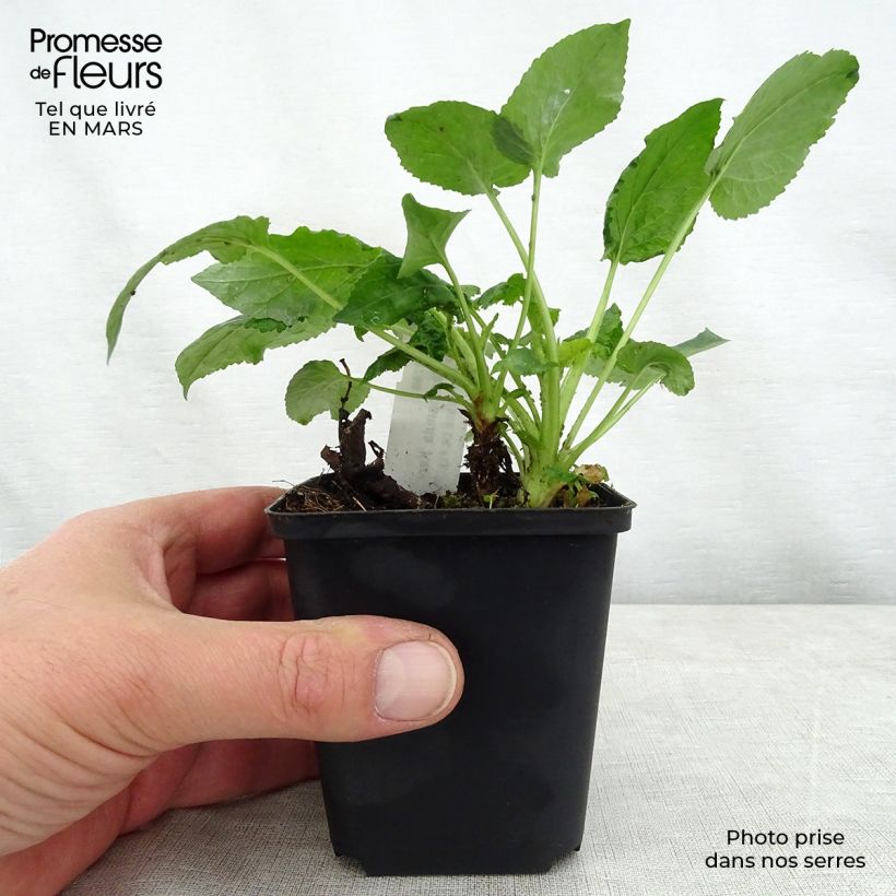 Campanula Kent Belle 8/9 cm pot sample as delivered in spring