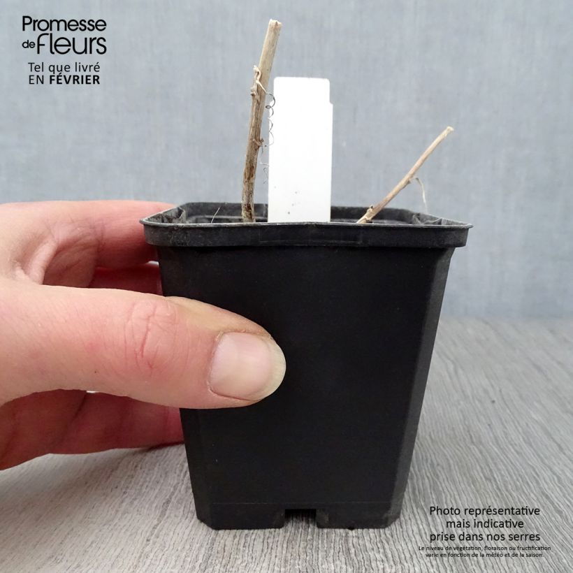 Campanula Kent Belle 8/9 cm pot sample as delivered in winter