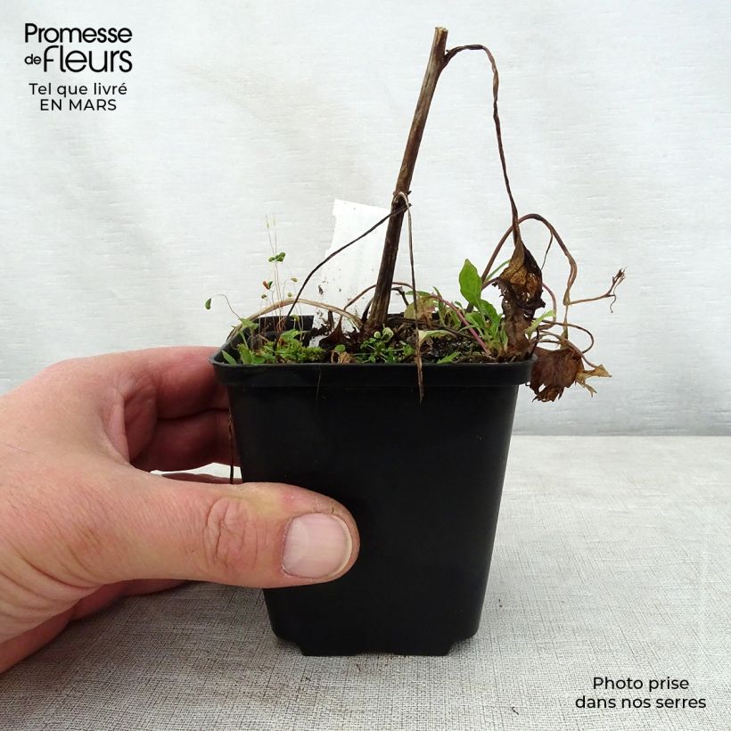 Campanula Pink Octopus 8/9 cm pot sample as delivered in spring