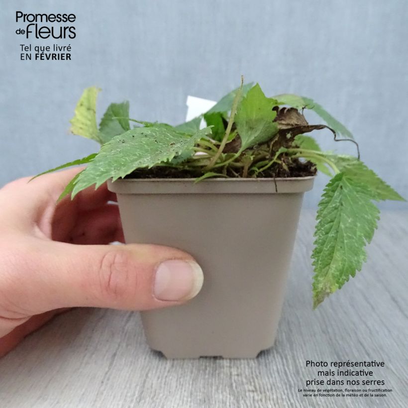 Campanula Pink Octopus 8/9 cm pot sample as delivered in winter