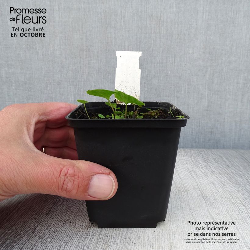 Campanula latifolia var. macrantha 8/9 cm pot sample as delivered in autumn