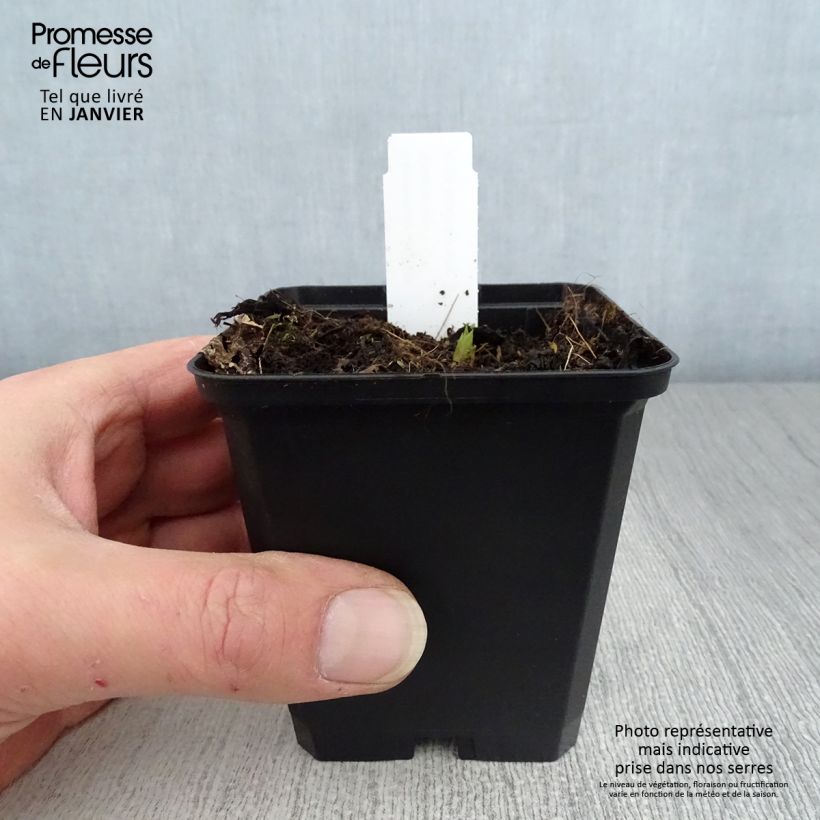 Campanula latifolia var. macrantha 8/9 cm pot sample as delivered in winter