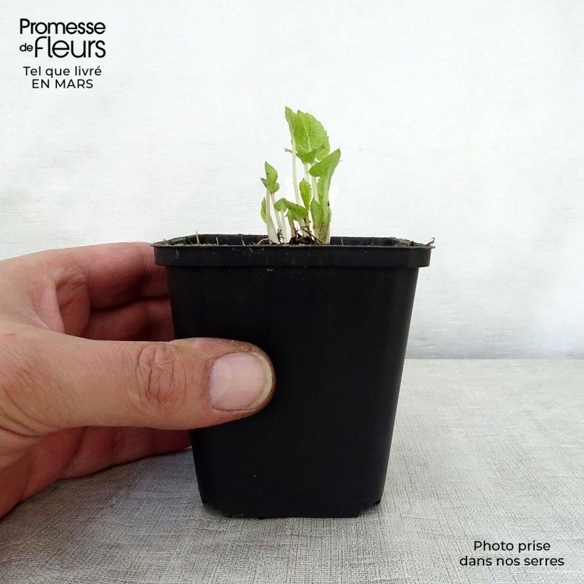 Campanula latifolia var. macrantha 8/9 cm pot sample as delivered in spring