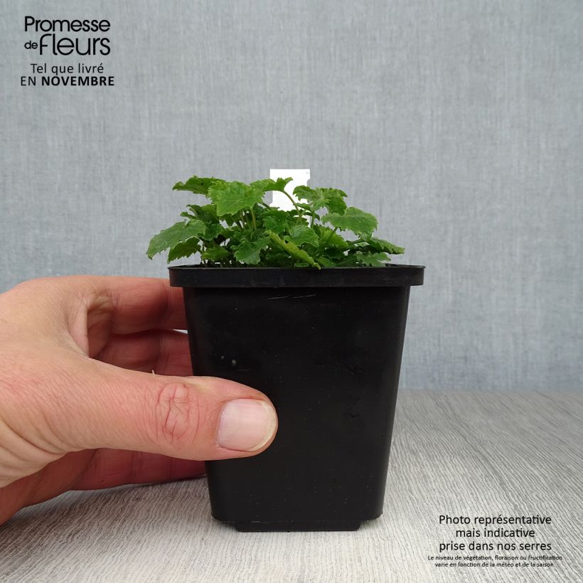 Campanula poscharskyana 7/8 cm pot sample as delivered in autumn
